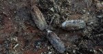 Agonopterix ciliella