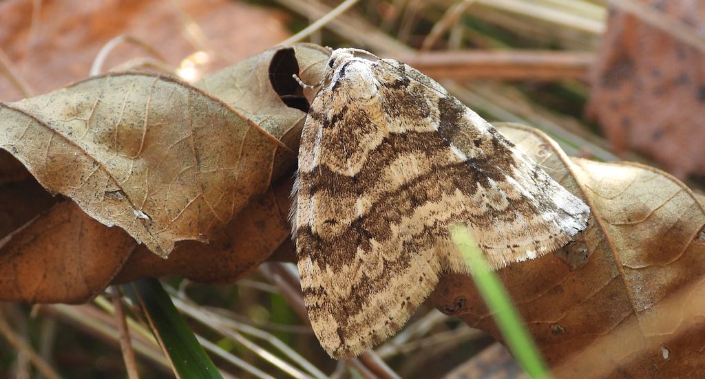 Paśnik jesieniak (Epirrita autumnata)