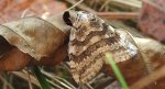 Paśnik jesieniak (Epirrita autumnata)
