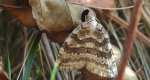 Paśnik jesieniak (Epirrita autumnata)