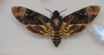 Zmierzchnica trupia główka (Acherontia atropos)