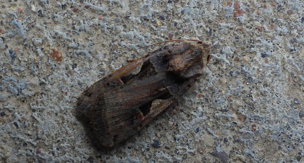 Rolnica panewka (Xestia c-nigrum)