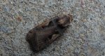Rolnica panewka (Xestia c-nigrum)