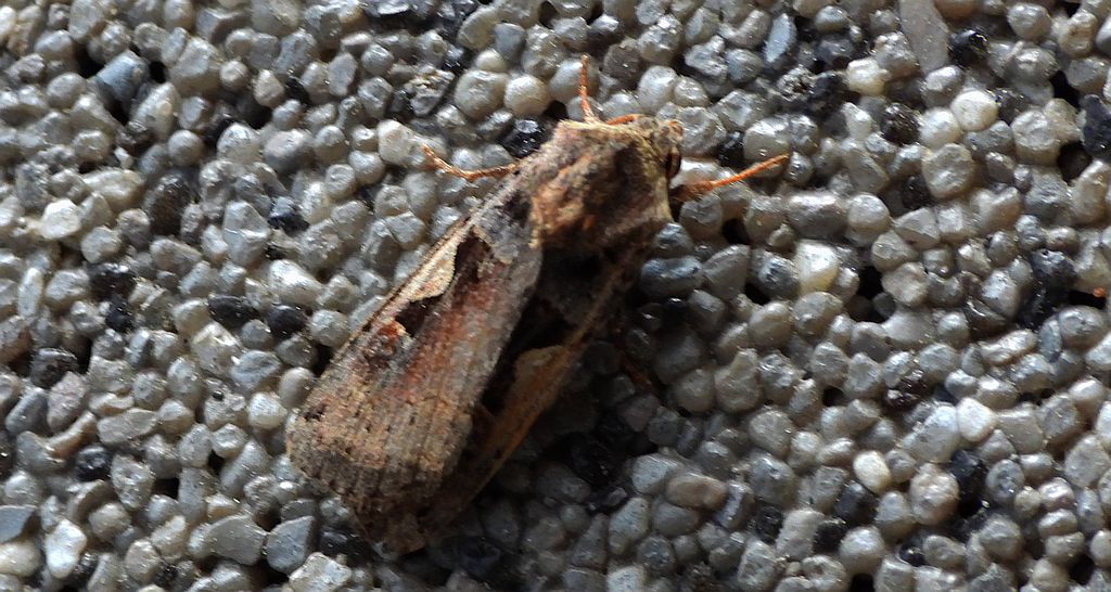 Rolnica panewka (Xestia c-nigrum)