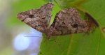 Przylepek zgodniak (Paradarisa consonaria)