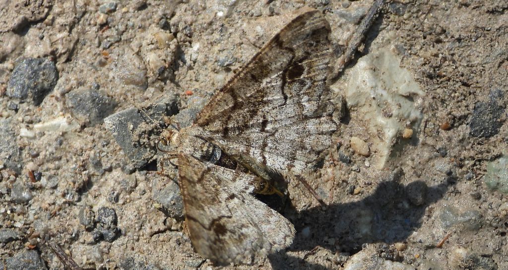 Przylepek zgodniak (Paradarisa consonaria)