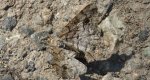 Przylepek zgodniak (Paradarisa consonaria)