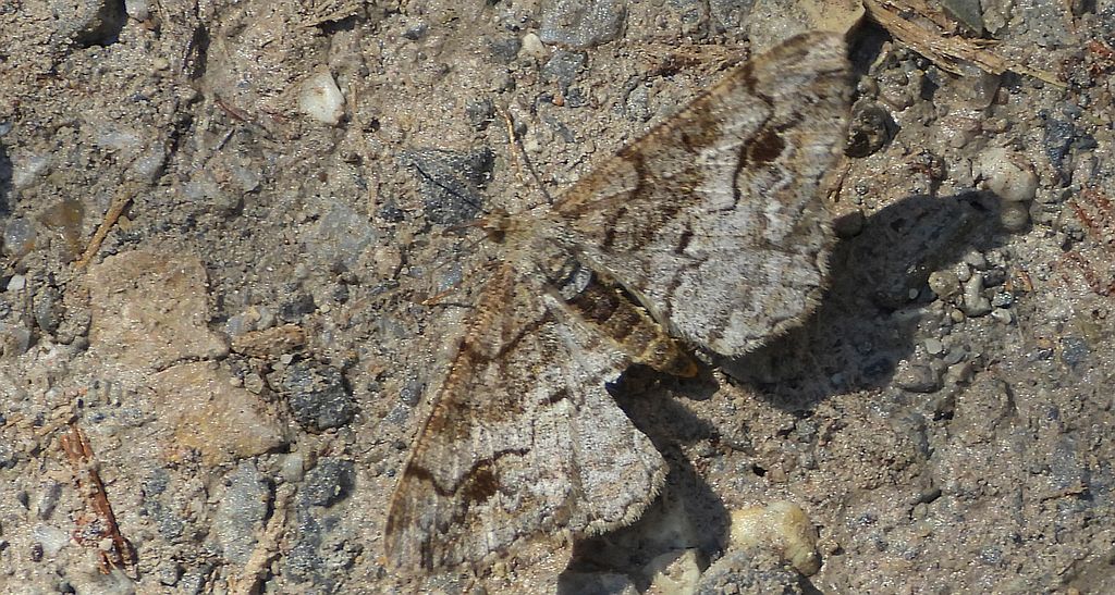 Przylepek zgodniak (Paradarisa consonaria)