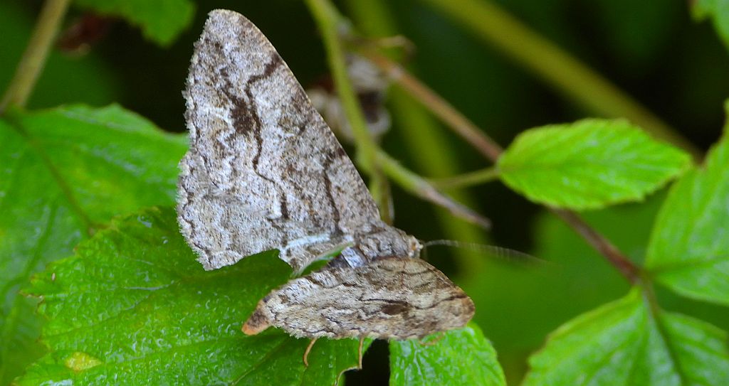 Przylepek zgodniak (Paradarisa consonaria)