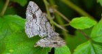 Przylepek zgodniak (Paradarisa consonaria)