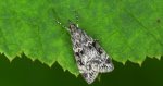 Mietliczka znaczona (Eudonia mercurella)