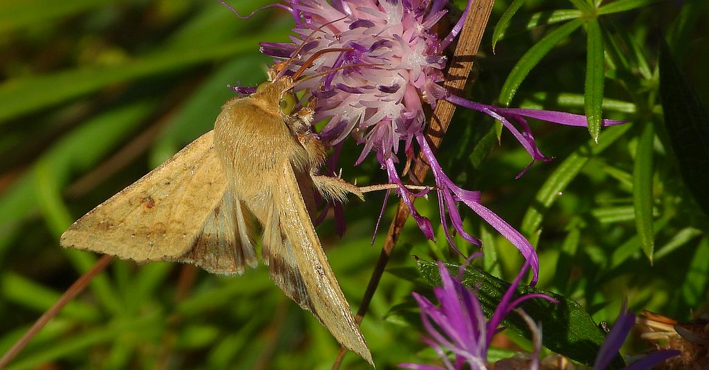 Słonecznica orężówka (Helicoverpa armigera)