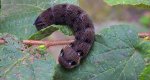 Zmrocznik gladysz (Deilephila elpenor)