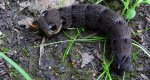Zmrocznik gladysz (Deilephila elpenor)