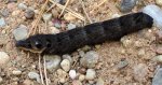 Zmrocznik gladysz (Deilephila elpenor)