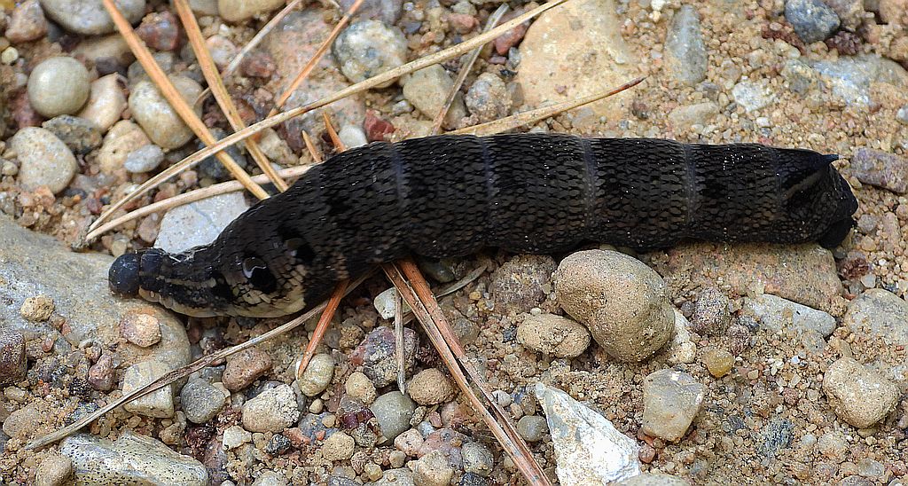 Zmrocznik gladysz (Deilephila elpenor)
