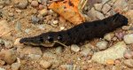 Zmrocznik gladysz (Deilephila elpenor)