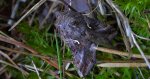 Błyszczka jarzynówka, literówka jarzynówka (Autographa gamma)