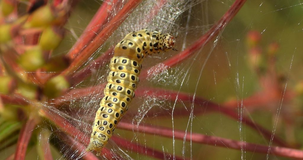 Przezierka blada (Sitochroa palealis)