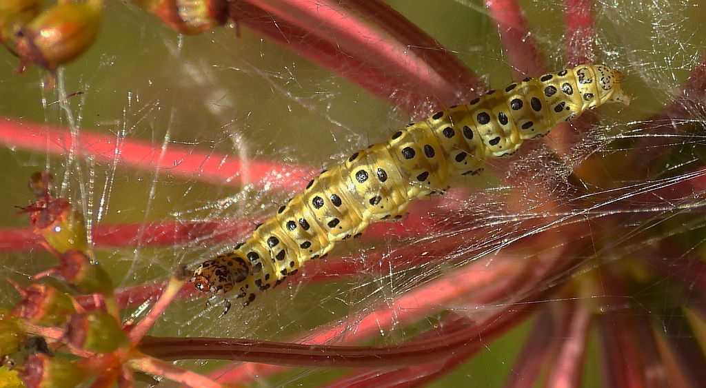 Przezierka blada (Sitochroa palealis)