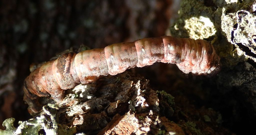 Głazik nacierniak (Crocallis elinguaria)