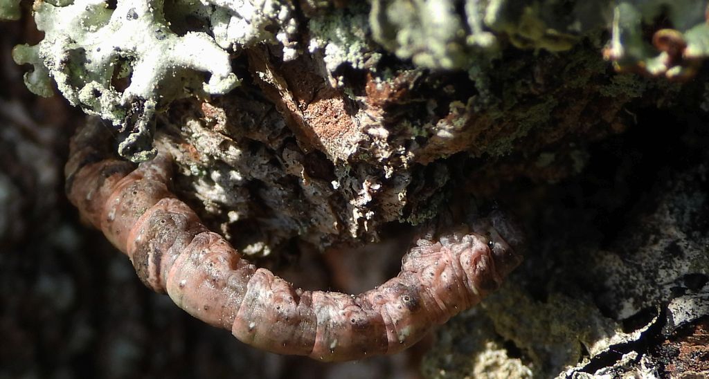 Głazik nacierniak (Crocallis elinguaria)