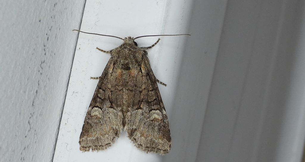 Piętnówka kapustnica (Mamestra brassicae)