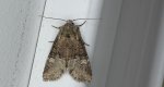 Piętnówka kapustnica (Mamestra brassicae)