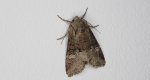 Piętnówka kapustnica (Mamestra brassicae)