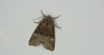 Piętnówka kapustnica (Mamestra brassicae)