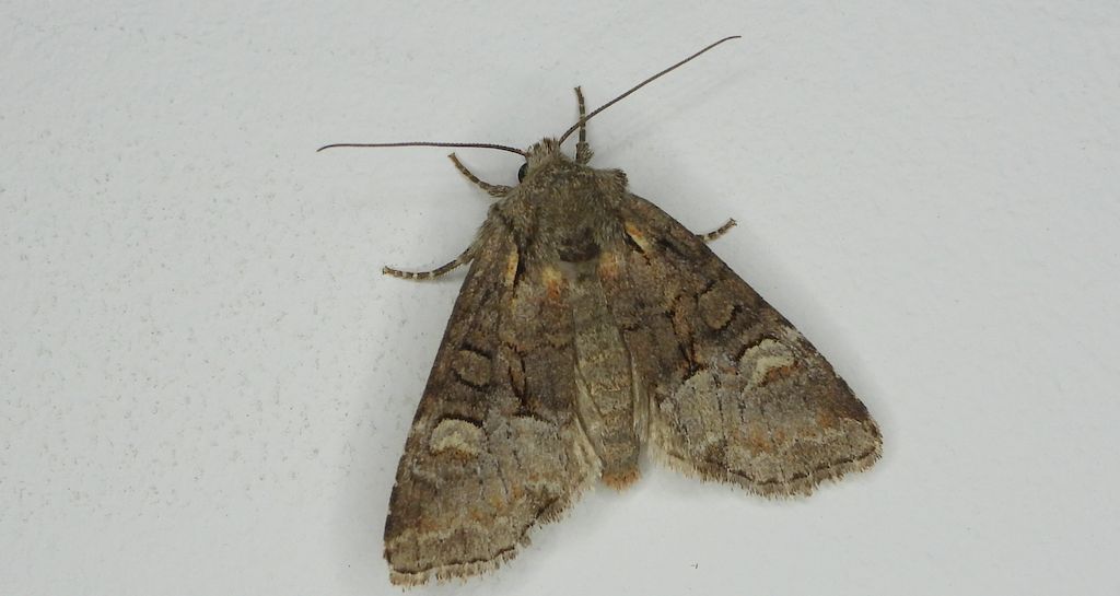 Piętnówka kapustnica (Mamestra brassicae)