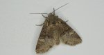 Piętnówka kapustnica (Mamestra brassicae)