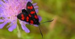 Kraśnik sześcioplamek, kraśnik łomignatek, błyszczenica łomignatek (Zygaena filipendulae)