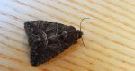 Ponurzyca źralica (Thalpophila matura)