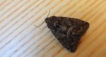 Ponurzyca źralica (Thalpophila matura)