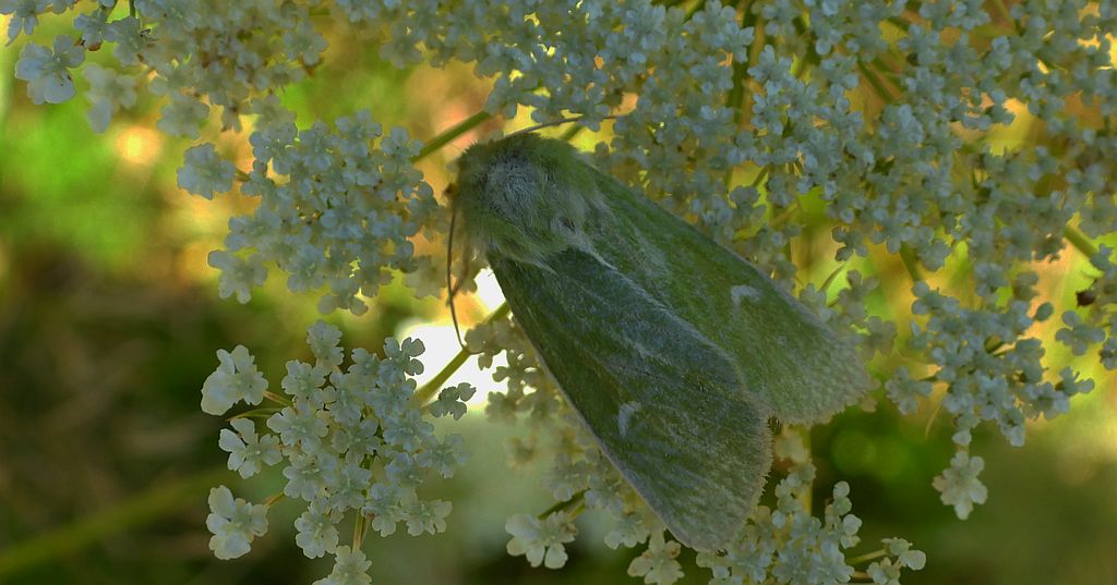 Paciepnica zielonka (Calamia tridens)
