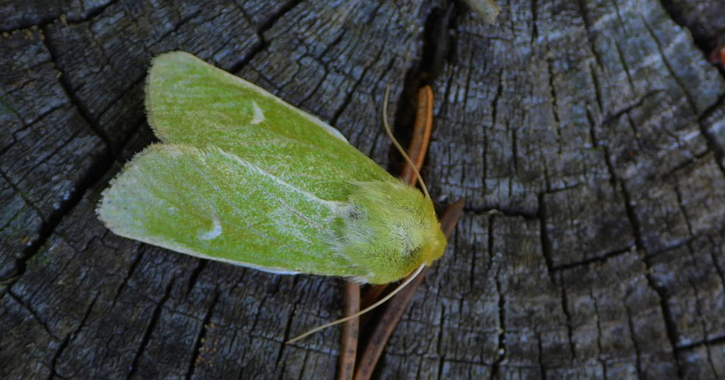 Paciepnica zielonka (Calamia tridens)