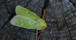 Paciepnica zielonka (Calamia tridens)