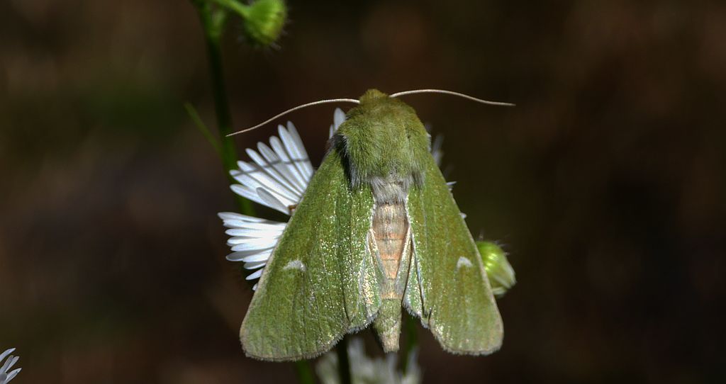 Paciepnica zielonka (Calamia tridens)