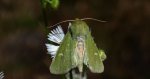 Paciepnica zielonka (Calamia tridens)
