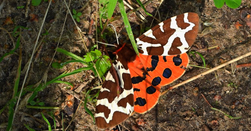 Niedźwiedziówka kaja, niedźwiedziówka nożówka, niedźwiedziówka gosposia (Arctia caja)
