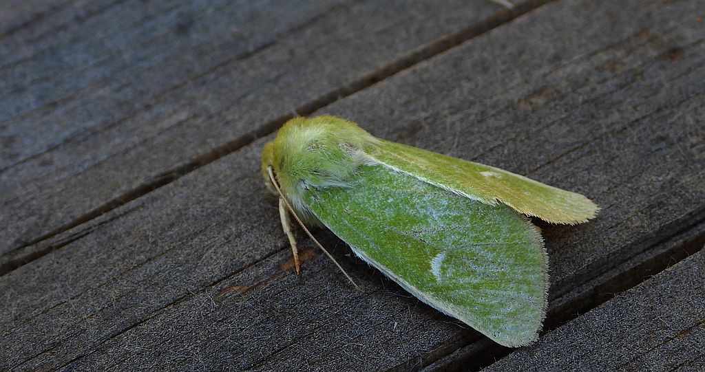 Paciepnica zielonka (Calamia tridens)