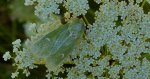 Paciepnica zielonka (Calamia tridens)