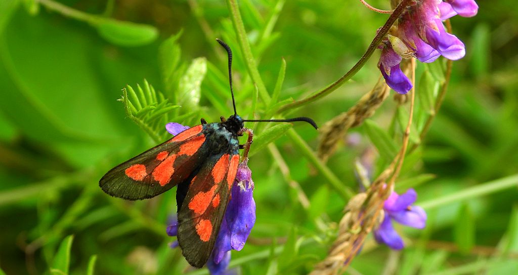 Kraśnik rogalik, kraśnik komonicowiec (Zygaena loti)