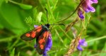 Kraśnik rogalik, kraśnik komonicowiec (Zygaena loti)