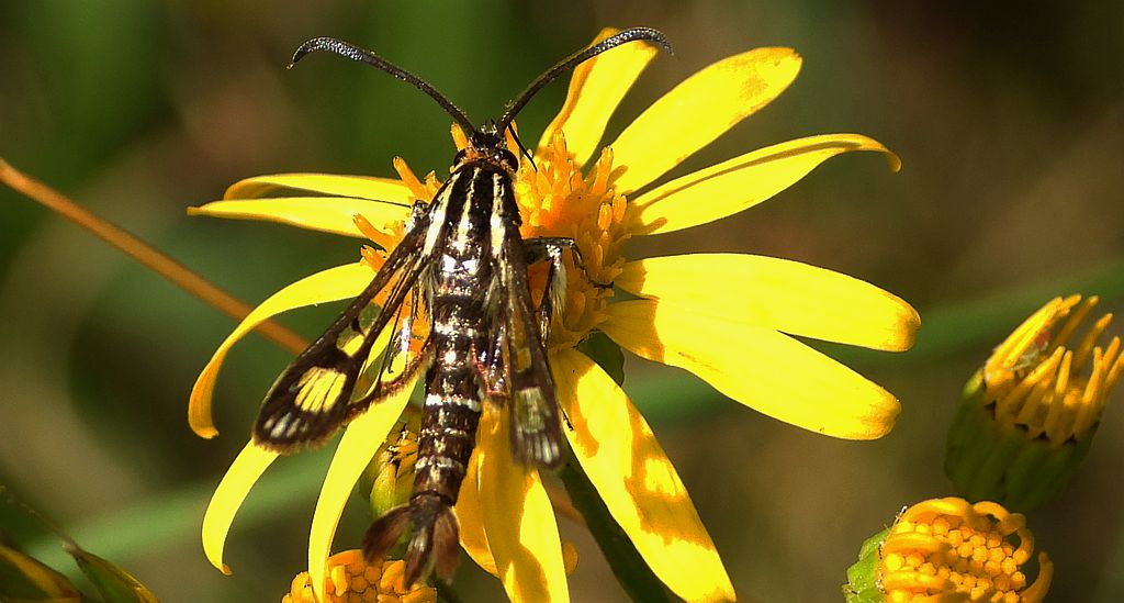 Przeziernik - Pyropteron triannuliformis