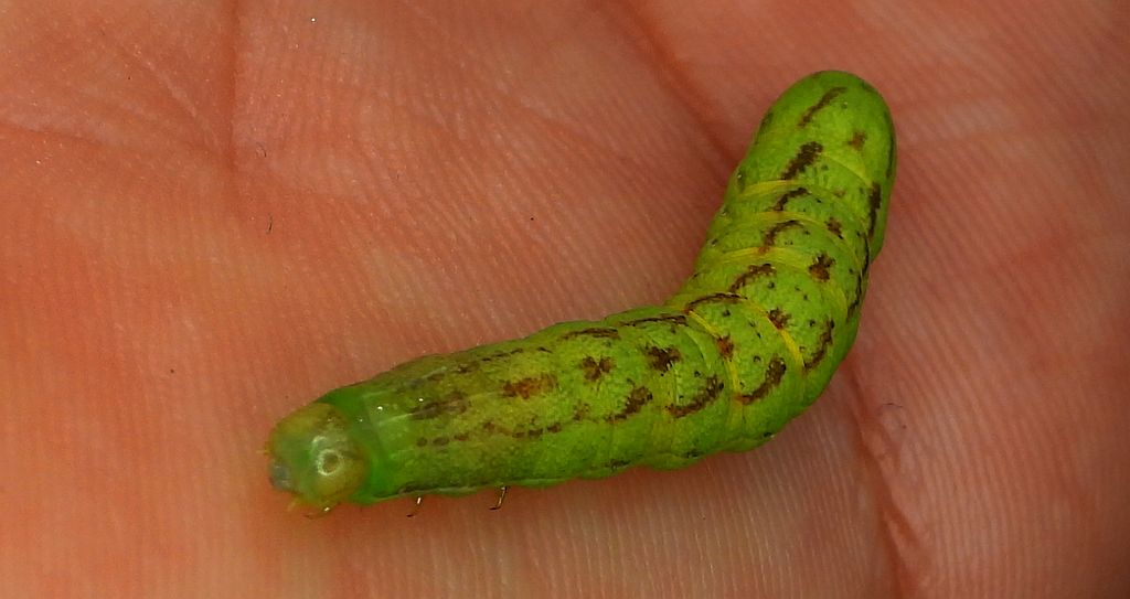 Piętnówka wielobarwna (Lacanobia contigua)