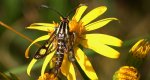 Przeziernik - Pyropteron triannuliformis