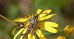 Przeziernik - Pyropteron triannuliformis