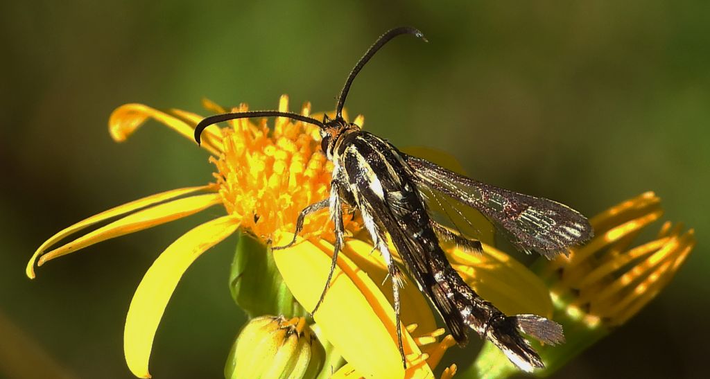 Przeziernik - Pyropteron triannuliformis